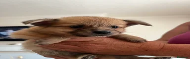 Pomeranian 4