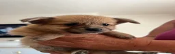 Pomeranian dogs for sale: POMERANIANS - Advert 9