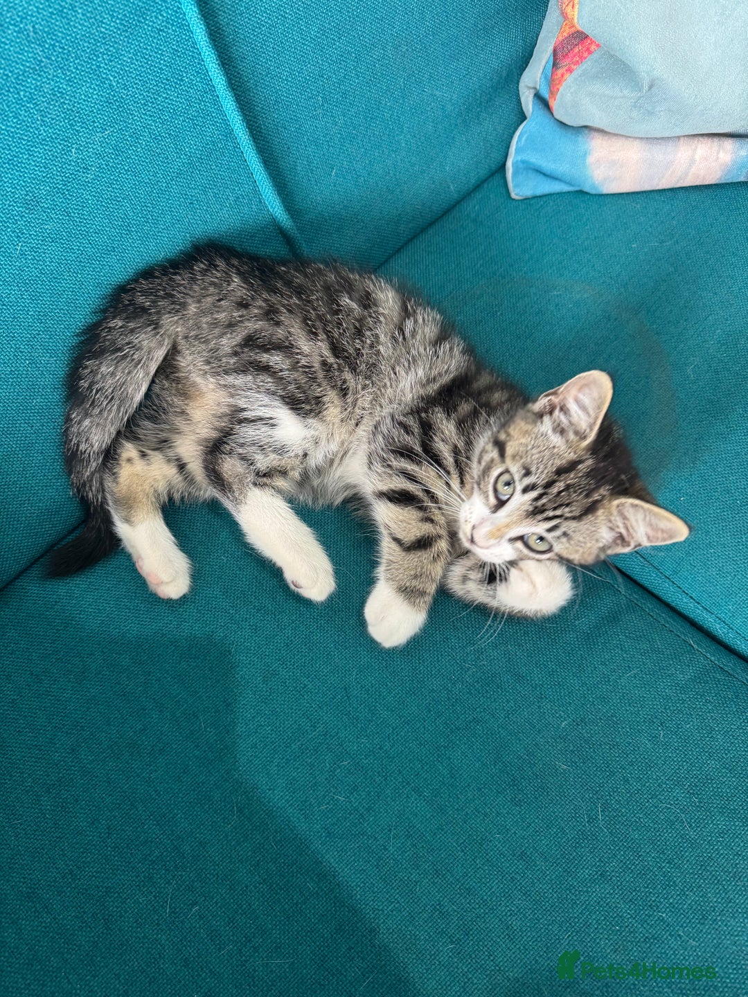 British Shorthair cats for sale: Stripped British shorthair kittens - Image 8