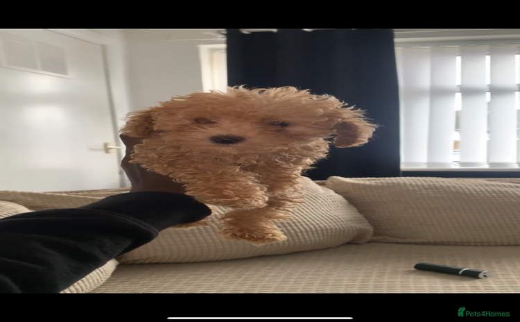 Poochon dogs - Advert 3