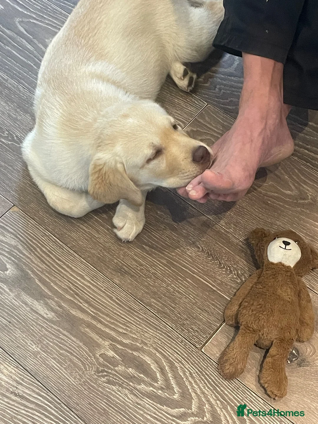 Labrador Retriever dogs for sale: For Sale Yellow Labrador Retriever female - Advert 4