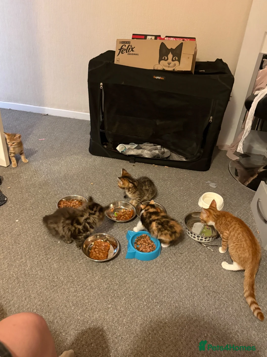 Mixed Breed cats for sale: Fluffy Ginger and White Female Kitten - Advert 16