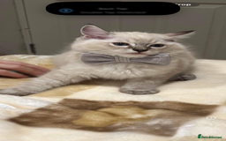 Ragdoll cats for sale: Stunning GCCF reg ragdoll kittens available now  - Image 31