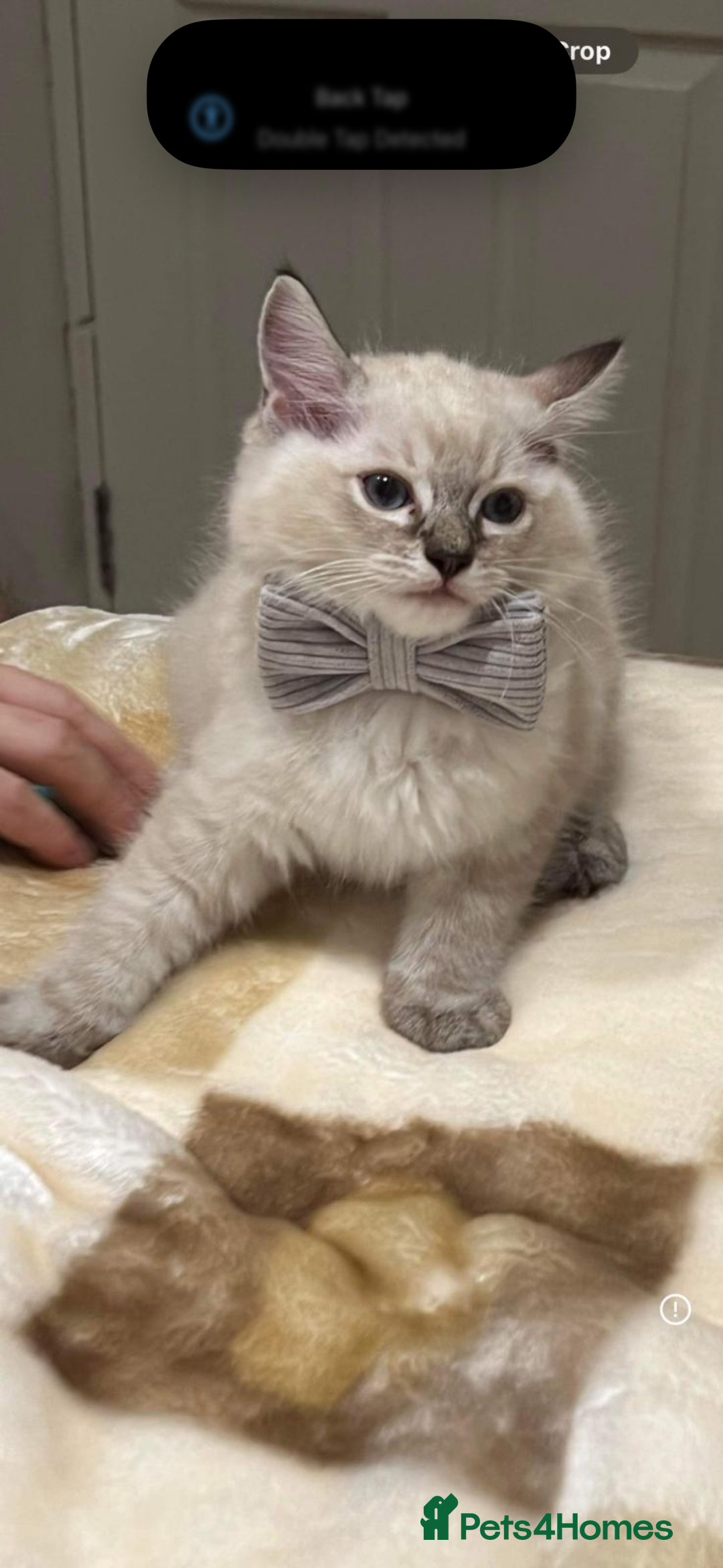 Ragdoll cats for sale: Stunning GCCF reg ragdoll kittens available now  - Image 31