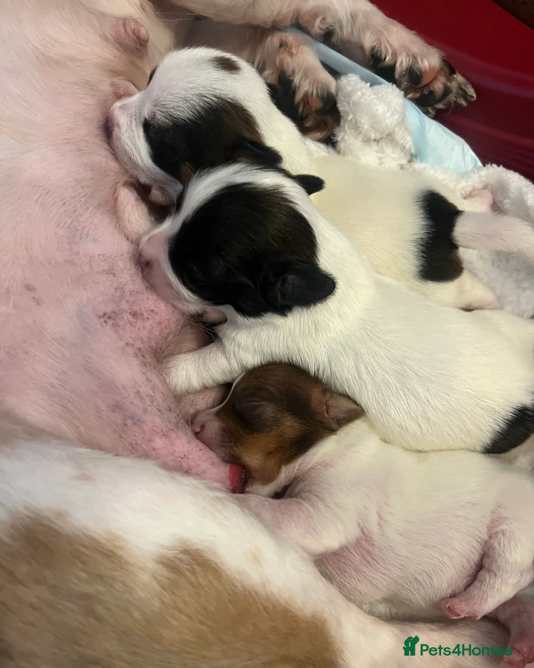 Jack Russell dogs for sale: Jack Russell puppies - Advert 20