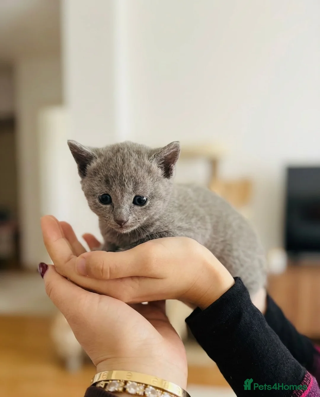 Russian Blue cats for sale: TICA registered Russian blue kittens  - Advert 2