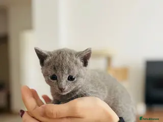Russian Blue cats TICA registered Russian blue kittens - Advert 15