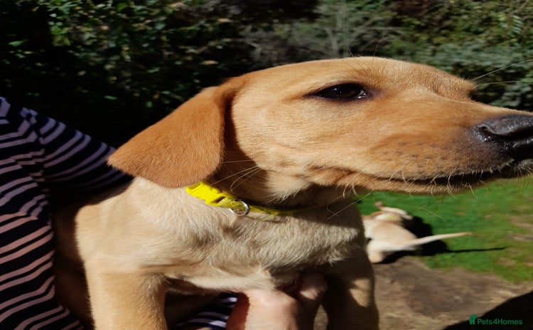 Labrador Retriever dogs - Advert 1