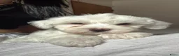 Bichon Frise dogs for sale: 🐶 Puppies Looking for Their Forever Homes 🐶 - Advert 2