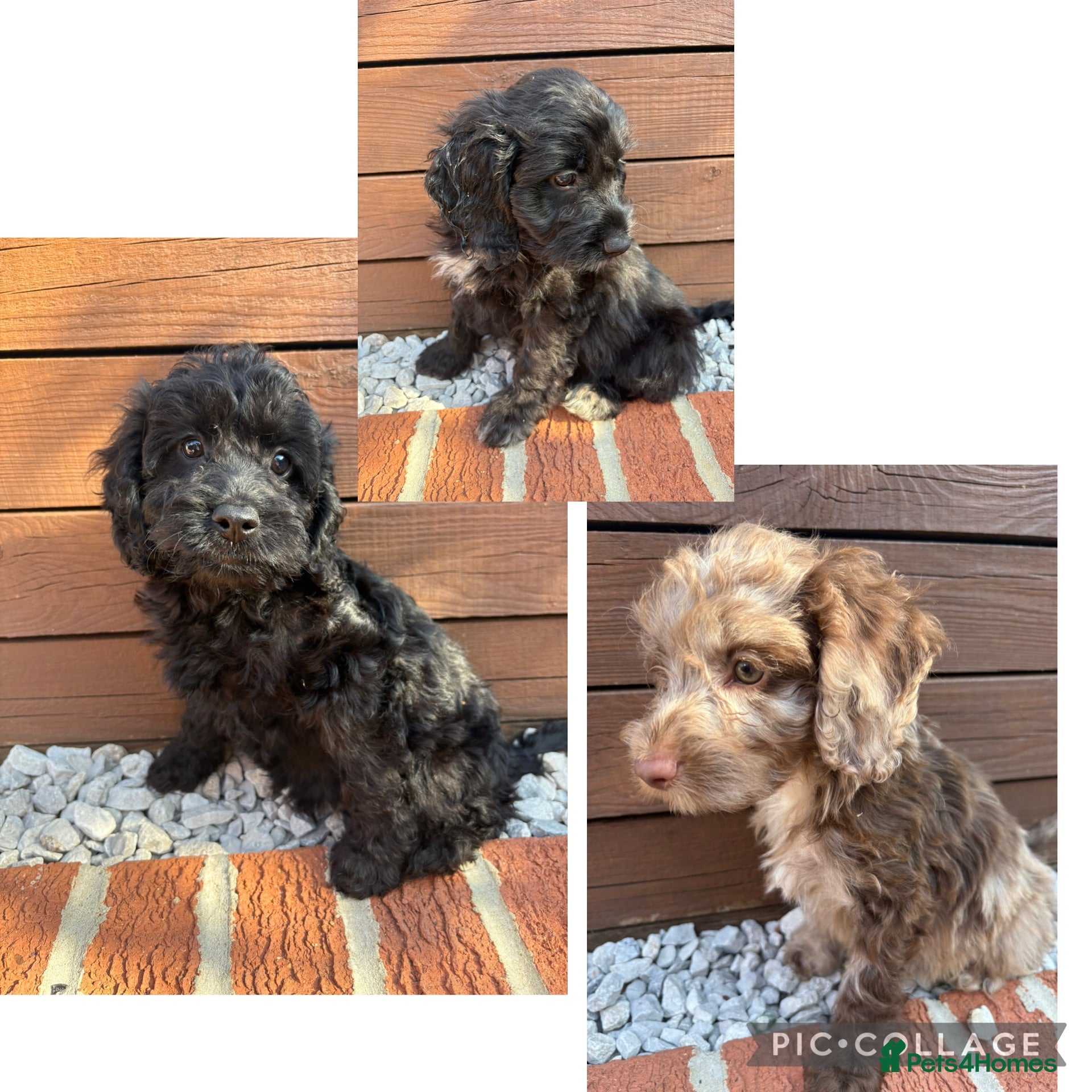 Cockapoo dogs  F1 Cockapoo Puppies 🧡READY NOW❤️ - Advert 1