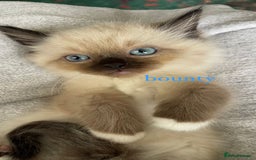 Ragdoll cats for sale: ragdoll kittens - Image 4