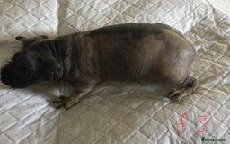 Guinea Pig rodents for sale:  skinny pigs  in Lewes - Image 17