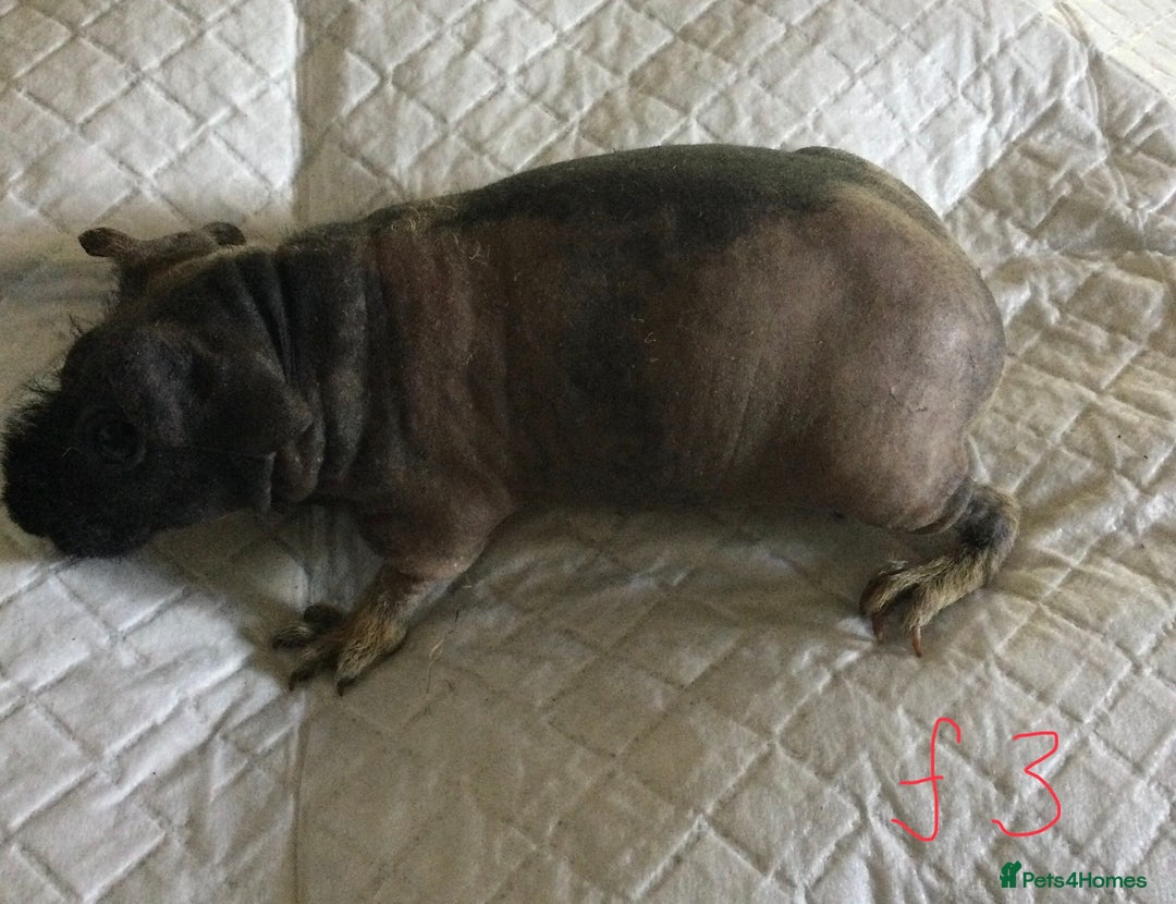 Guinea Pig rodents for sale:  skinny pigs  in Lewes - Image 17