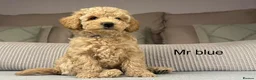 Maltipoo dogs for sale: GORGEOUS MALTIPOOS. BOYS ONLY - Advert 30