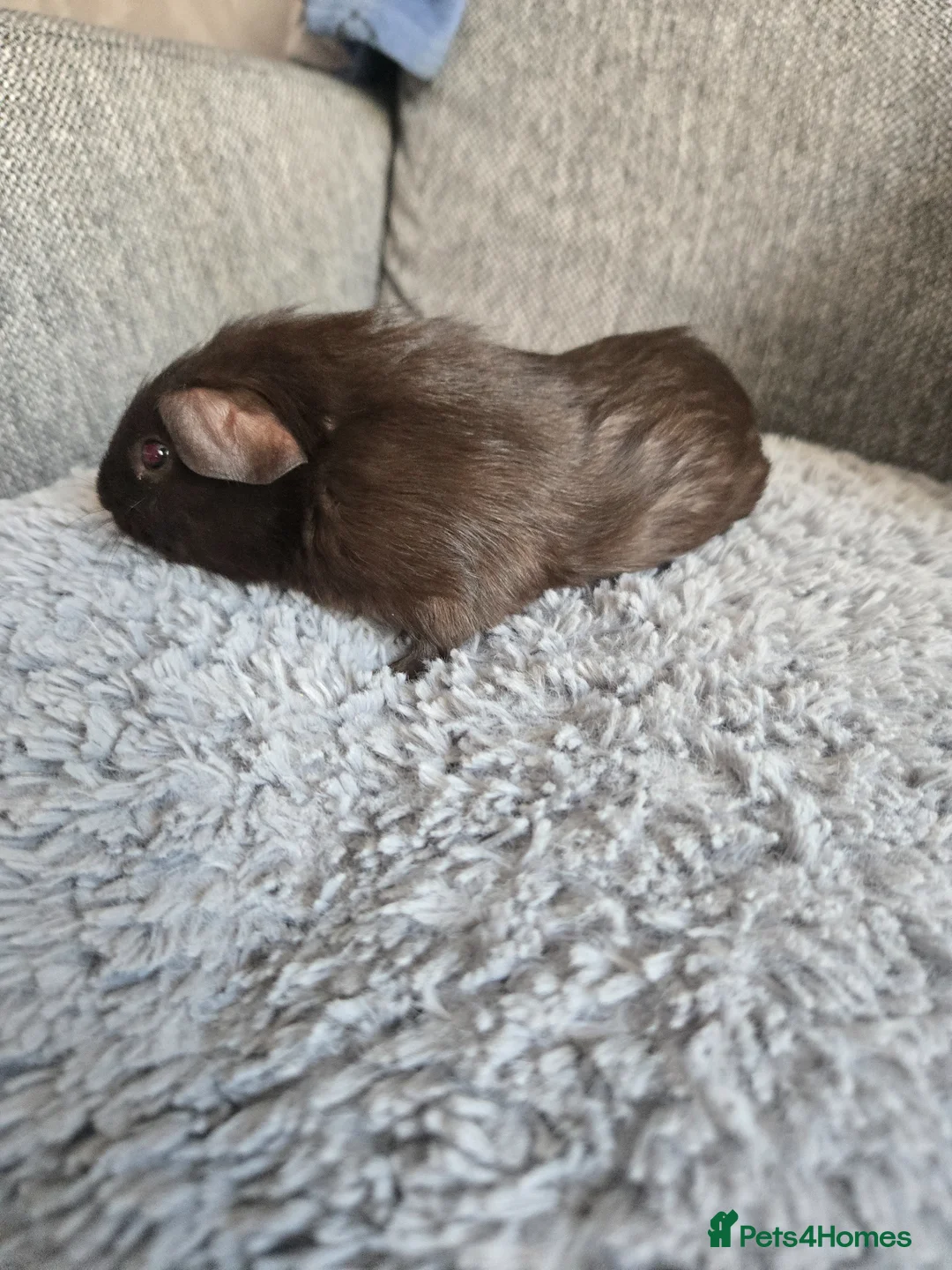 Guinea Pig rodents for sale: Baby guinea pigs in Southampton - Advert 2