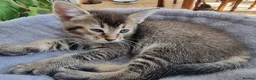 Maine Coon cats for sale: Maine Coon kittens ready to go  - Advert 16