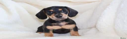 Miniature Dachshund dogs for sale: Miniature Dachshund  - Advert 20