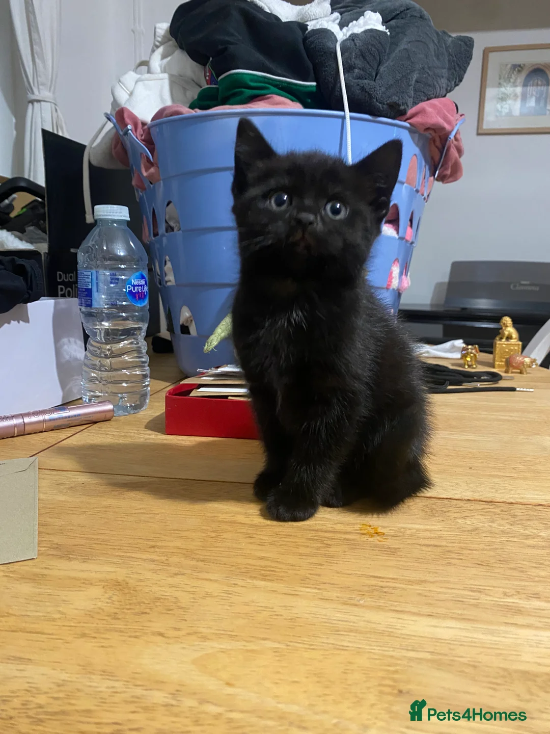 European cats for sale: 4 Black kittens - Advert 3