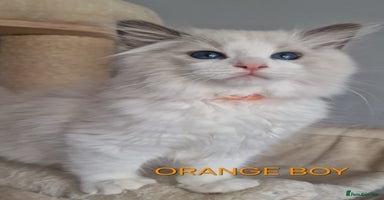 Ragdoll cats - Advert 1