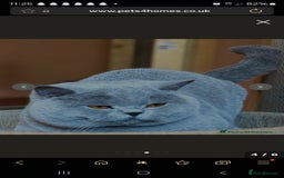 British Shorthair cats for sale: GCCF BSH Kittens pet homes only  - Image 7