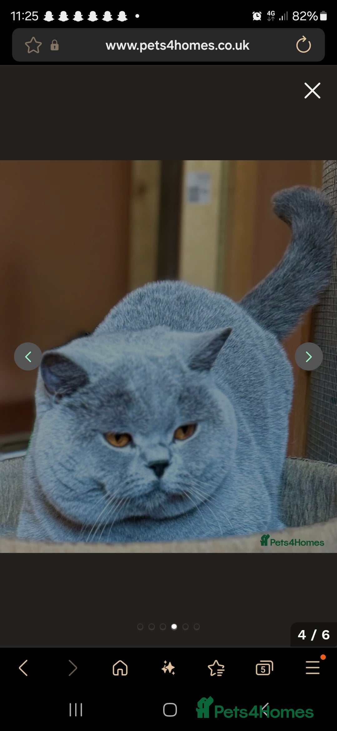 British Shorthair cats for sale: GCCF BSH Kittens pet homes only  - Image 7