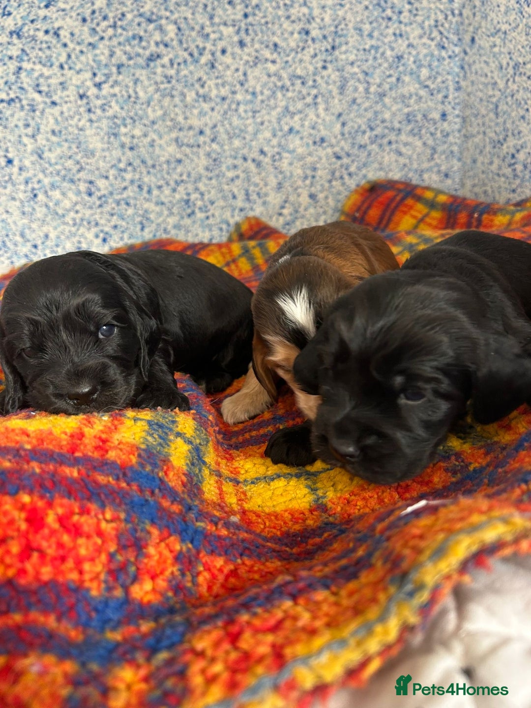 Cocker Spaniel dogs for sale: Beautiful cocker spaniel Boys  - Image 8