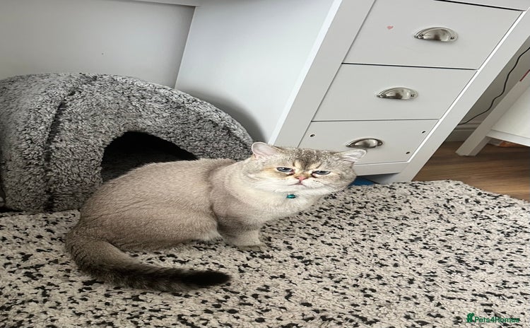 Scottish Fold cats - Advert 1