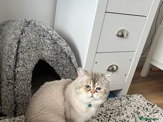 Scottish Fold cats for stud - Advert 1