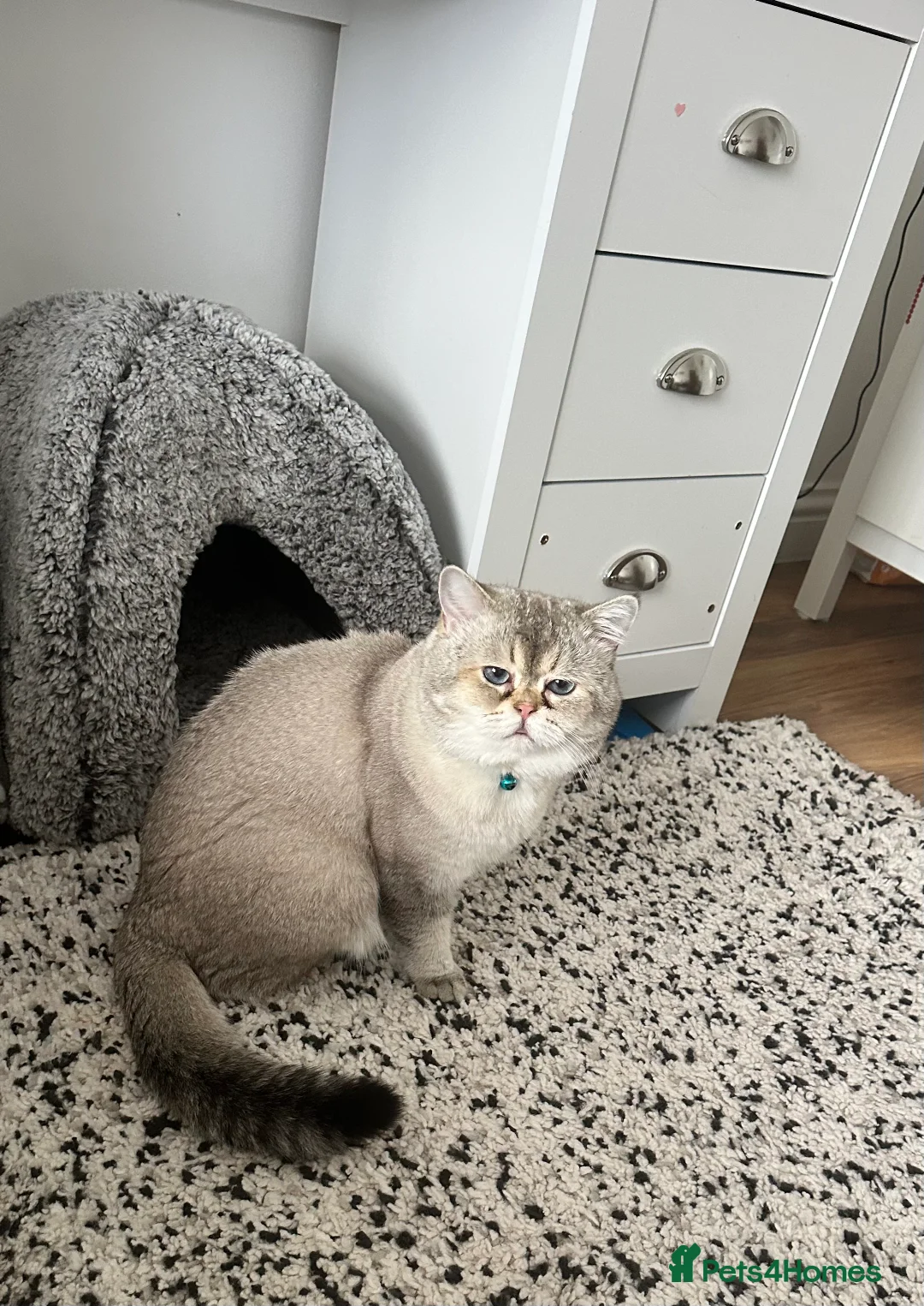 Scottish Fold cats for stud: Scottish straight  - Advert 2