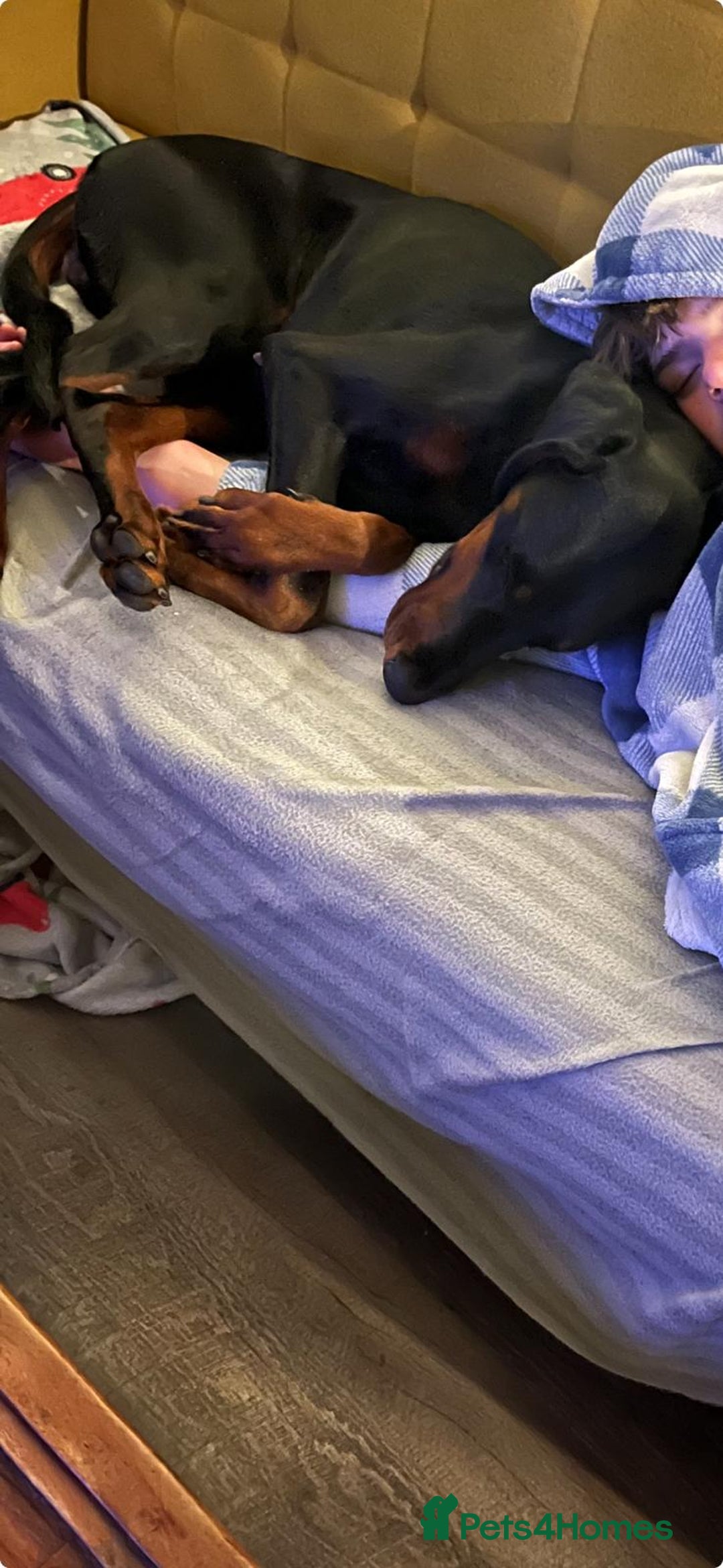 Dobermann dogs for sale: Female Doberman 2 years old  - Image 4