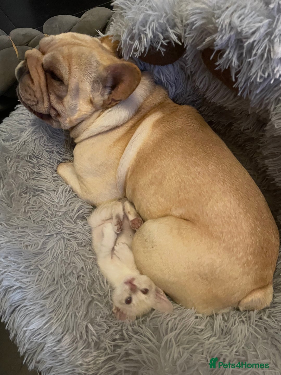 Bengal cats for sale: ABSOLUTELY BEAUTIFUL KITTENS 🐈‍⬛ XX - Advert 18