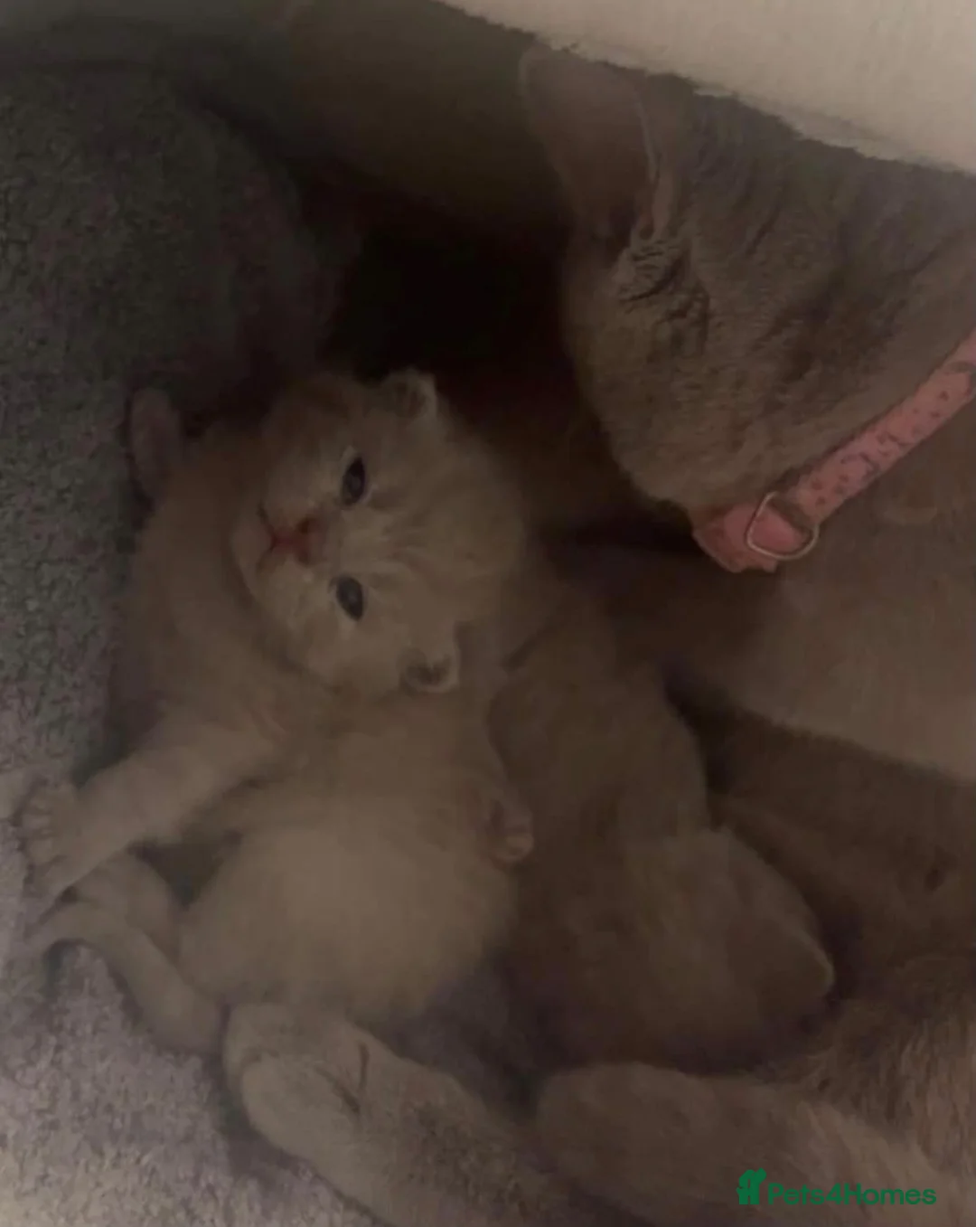 British Shorthair cats for sale: 🐾 3 Beautiful British Shorthairs 🐾 in Birmingham - Advert 6