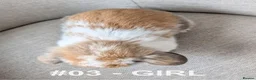 Mini Lop rabbits for sale: Exceptional Mini-Lops. Collect from: 11th May - Advert 3