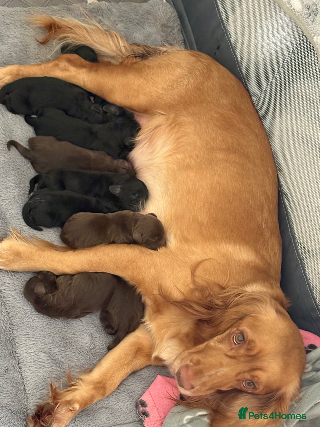Cocker Spaniel dogs for sale: Gorgeous Working Cocker spaniels for sale - Image 12