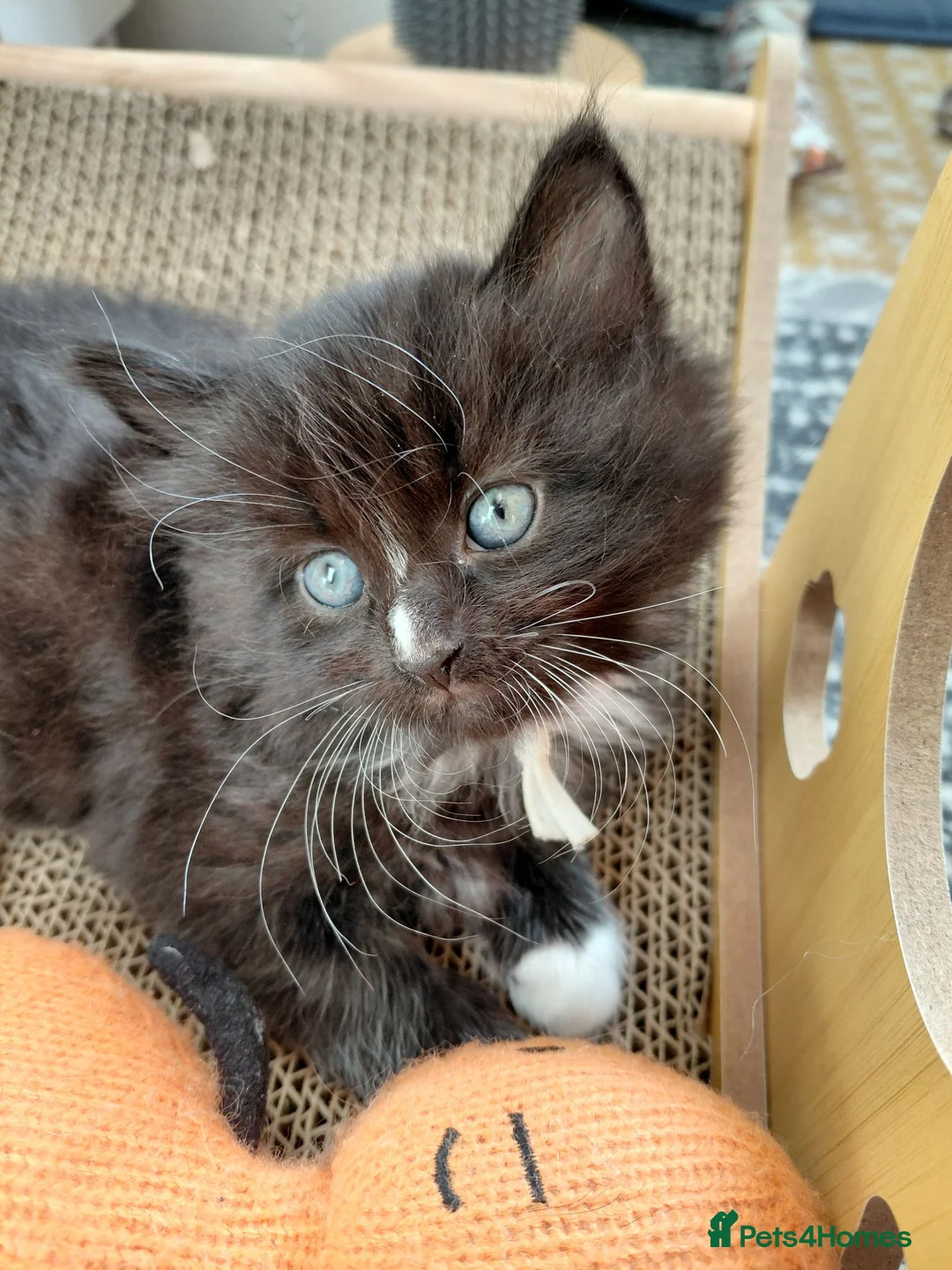 Mixed Breed cats for sale: 5 kittens are looking for a forever home - Advert 1