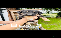 Mixed Breed dogs for sale: 3 fluffy Shollie German Shepard x Boarder Collie - Image 4