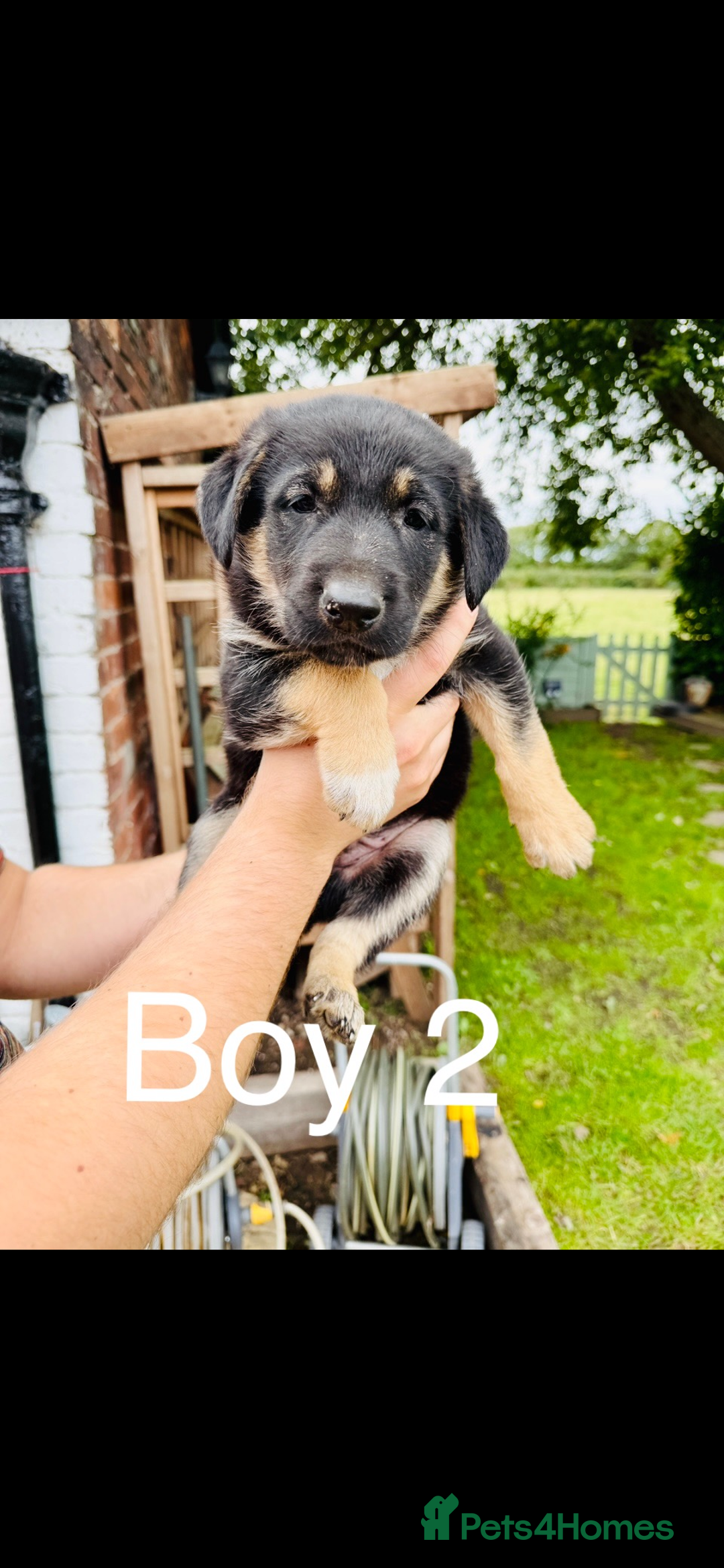 Mixed Breed dogs for sale: 3 fluffy Shollie German Shepard x Boarder Collie - Image 4