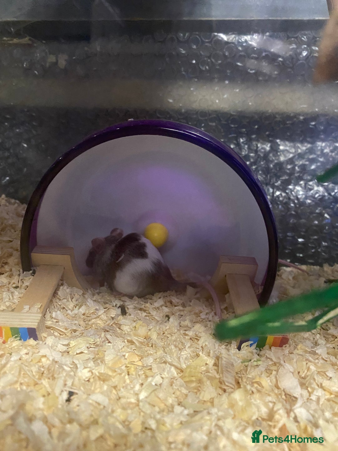 Mouse rodents for sale: 27 mice - Advert 5