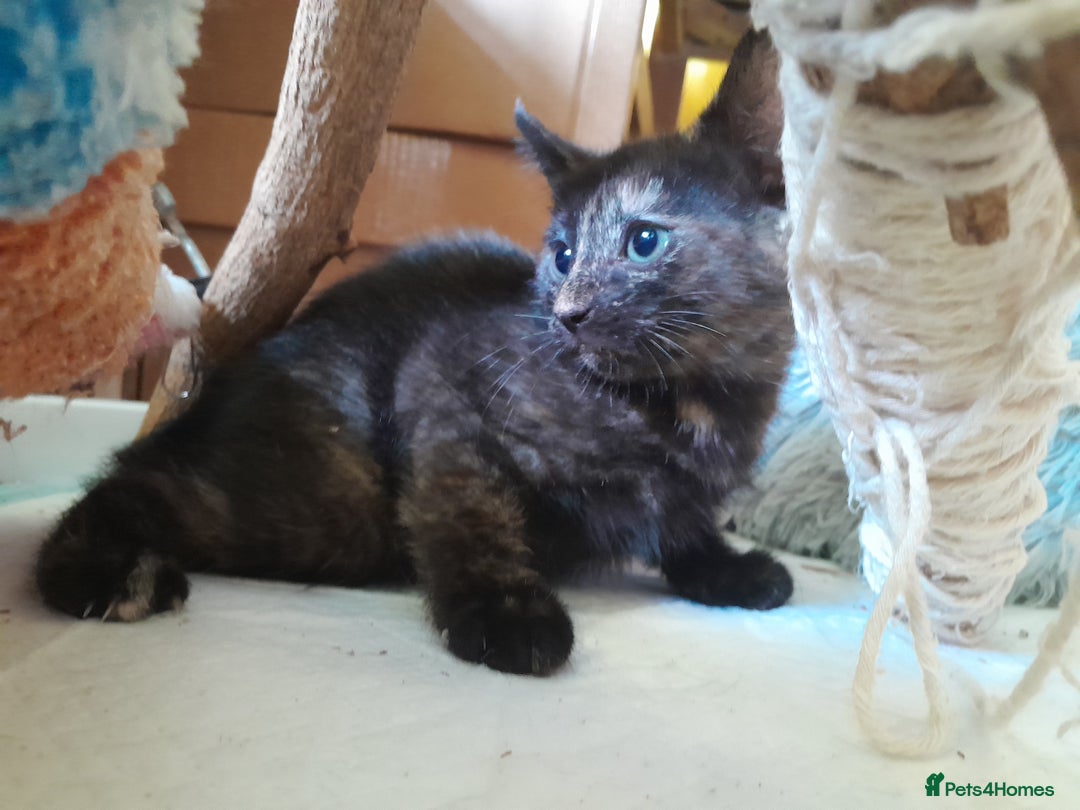 British Shorthair cats for sale: Cute playful smart kittens ready for new homes - Image 4