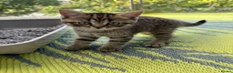 Mixed Breed cats for sale:  Tabby Kitten  Scot Fold Mum & Brit. Long hair Dad - Advert 5