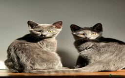Russian Blue cats for sale: Russian Blue Kitten pair (Male and female) - Image 3