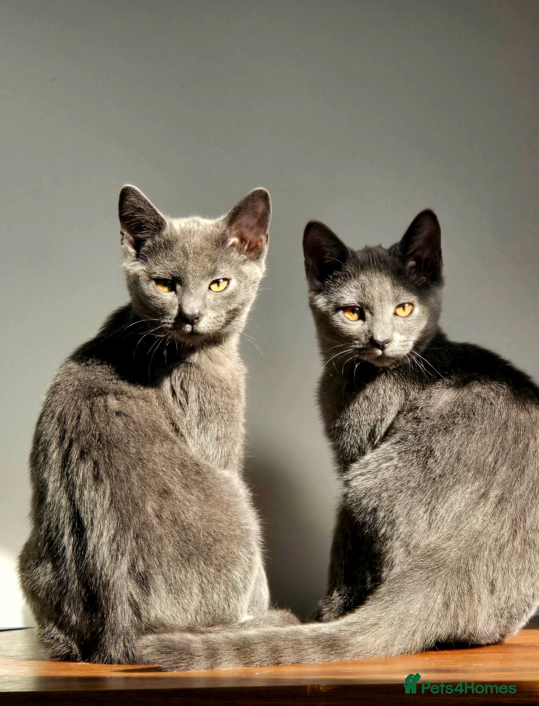 Russian Blue cats for sale: Russian Blue Kitten pair (Male and female) - Image 3