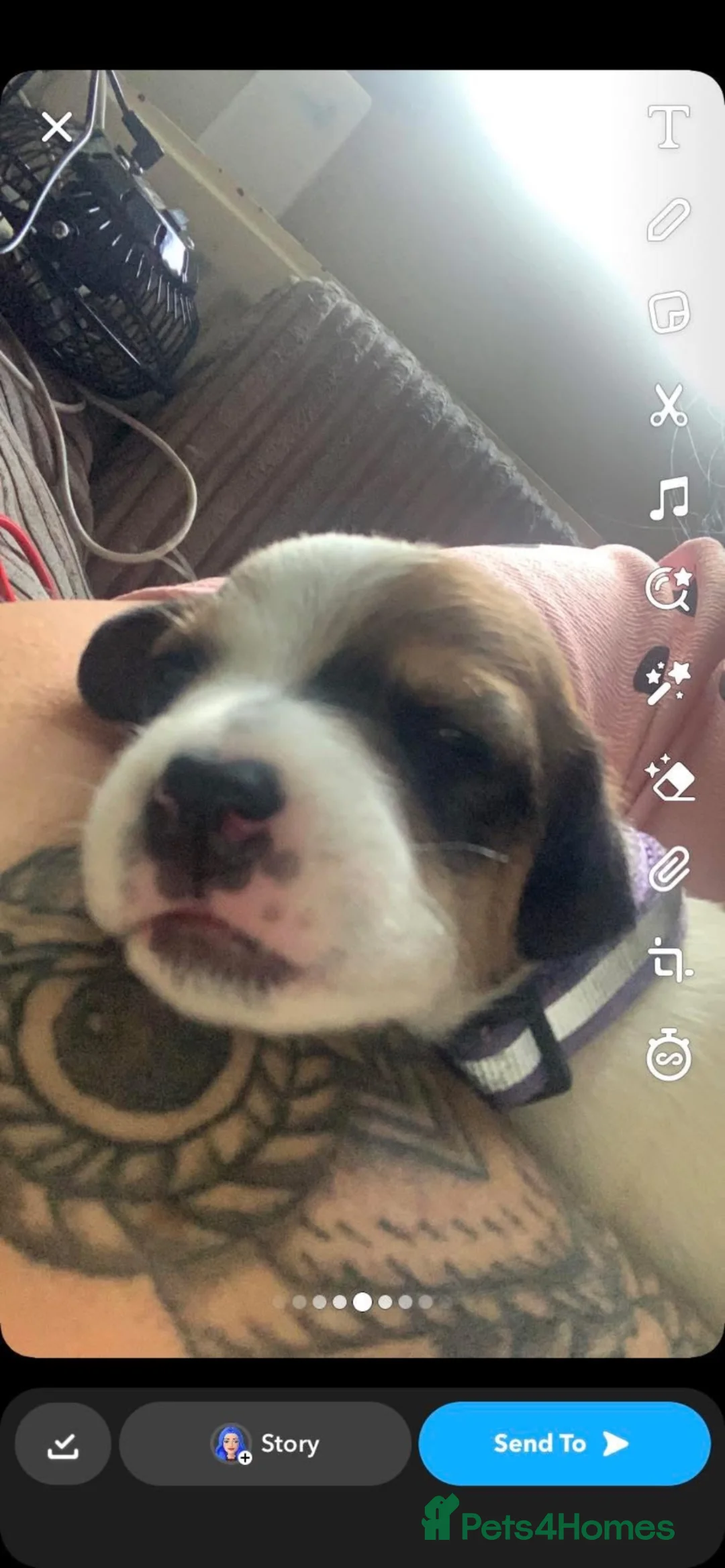 Mixed Breed dogs for sale: Two male dogs  - Advert 2