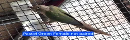 Conures birds for sale: Green Cheek conures - DNA sexed - Advert 10