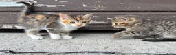 Domestic Shorthair cats for sale: 4 kittens for sale to loving home  - Advert 12