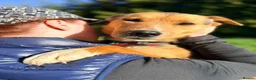 Mixed Breed dogs for adoption: ❤️🐶 STELLA – SHE BUILDS HER WORLD AROUND YOU in Burton-on-Trent - Advert 2