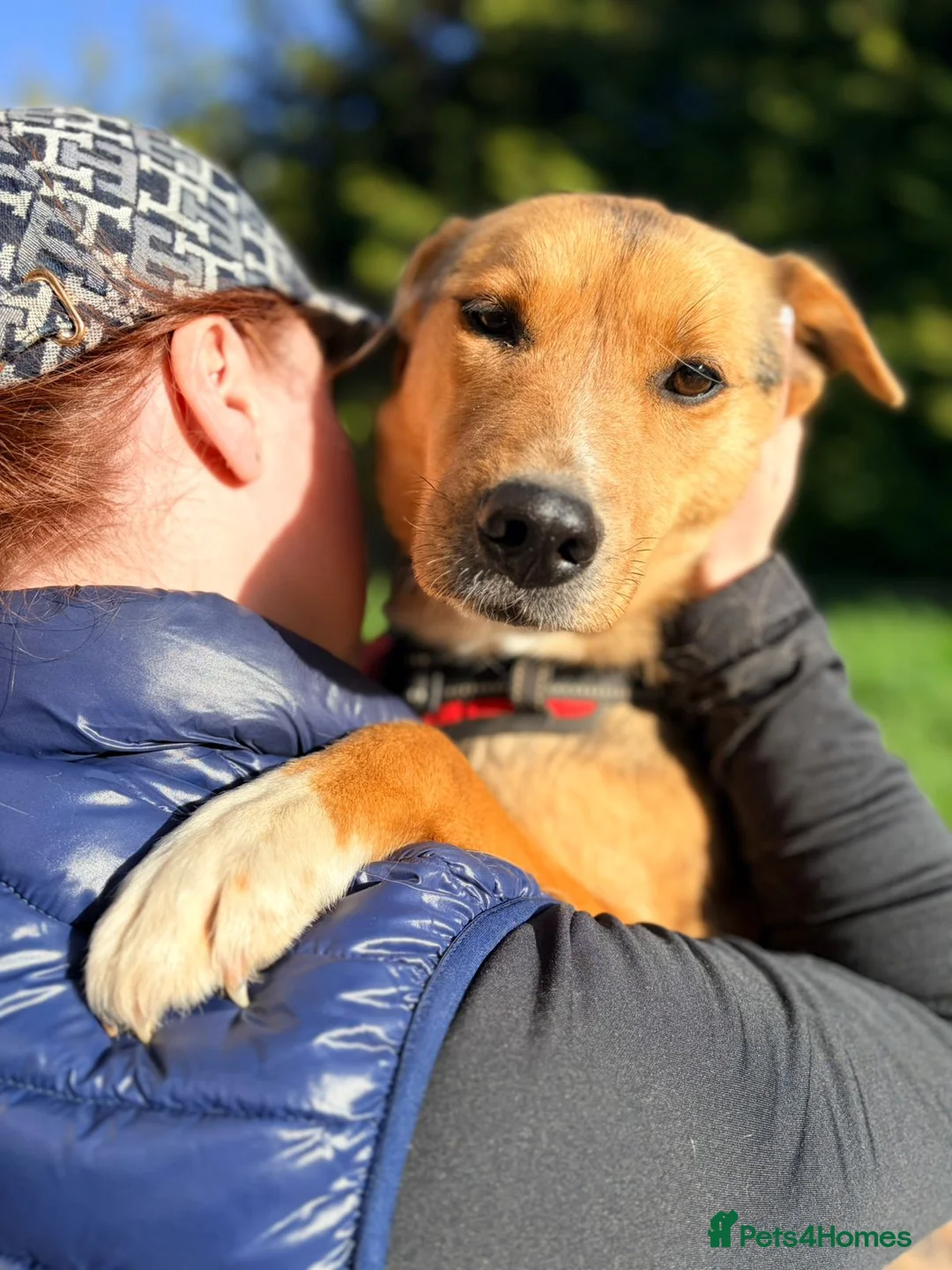 Mixed Breed dogs for adoption: ❤️🐶 STELLA – SHE BUILDS HER WORLD AROUND YOU in Burton-on-Trent - Advert 2