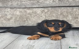 Miniature Dachshund dogs for sale: Just the one stunning girl available  - Image 3
