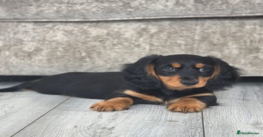 Miniature Dachshund dogs - Advert 16