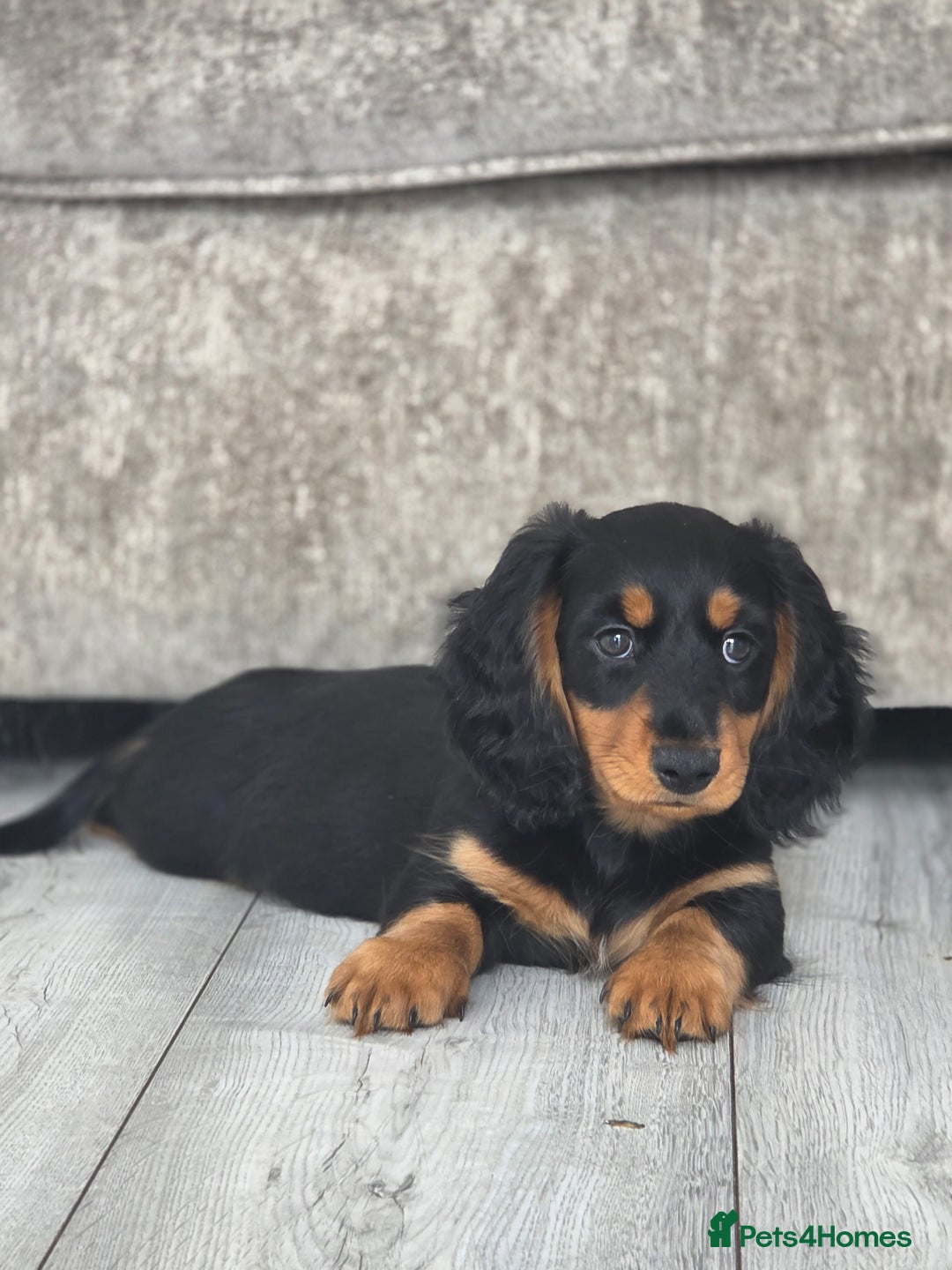 Miniature Dachshund dogs for sale: Just the one stunning girl available  - Image 3